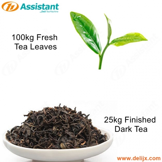 25kg तैयार अंधेरे चाय प्रसंस्करण उत्पादन मशीनों के लिए 100 किलो ताजा चाय की पत्तियां